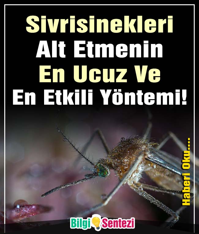 Sivrisinekleri Alt Etmenin En Ucuz Ve En Etkili Yöntemi!